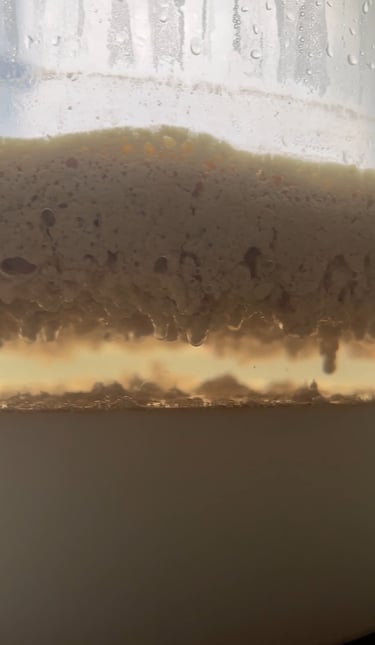 mawar coconut milk oil naturally separating using fermentation process