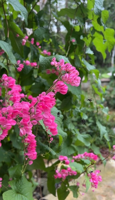 stingless bees hovering around small flowers