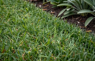 Close-up of fresh sage green grass being precisely edged along a garden bed in a Oceanic / Australian (Victoria) yard.