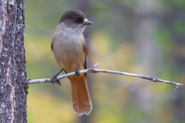 Siberian Jay