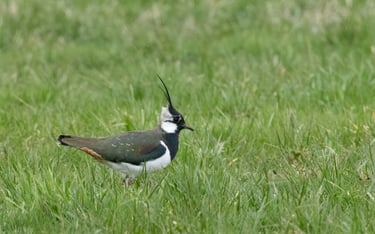 Adult male Northern Lapwing at Halsnøy.