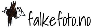 Falkefoto logo