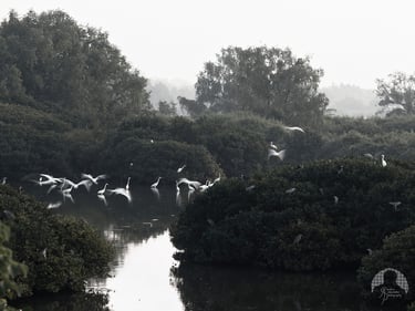 Flight and Stillness