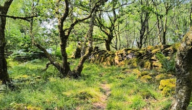 Woodland path in Tayvallich with moss‑covered ground, twisting trees, and an old stone wall in soft