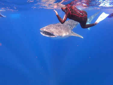 Tiburón ballena