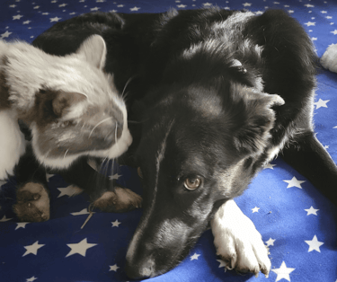 Spaz on left, Padfoot on right.