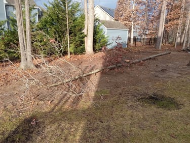 Precision felling of small tree in a suburban backyard