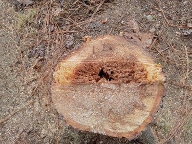 Red Oak tree stump with hinge wood left showing rotten core 