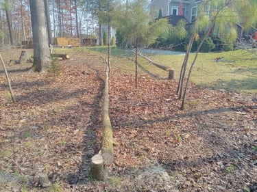 Clearing small diameter tall Sweetgum and Hickory trees in Virginia to favor species better adapted to low lying areas
