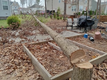White Oak tree ground removal in central Virginia, protecting gardens and structures nearby