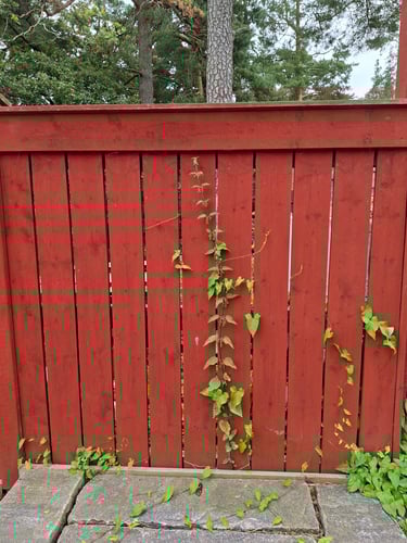 cloture en bois peinte à la peinture suédoise avec vegetation verte qui ressort entre les planches
