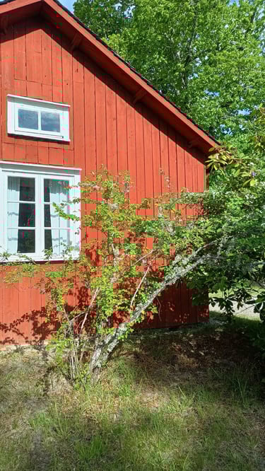 chalet lasurer en peinture naturelle à la place d'une lasure synthétique