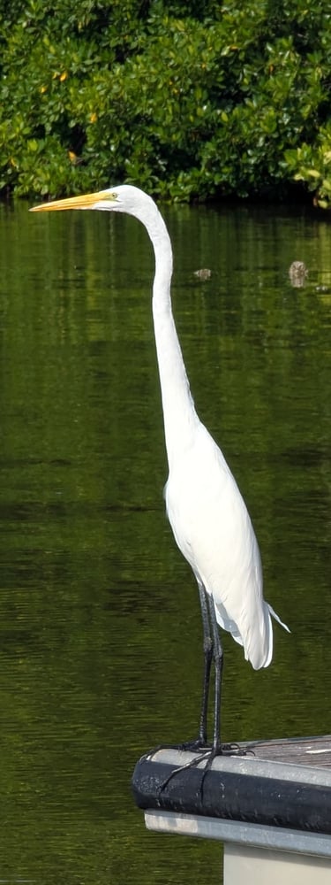 Bird watching in Santa Marta