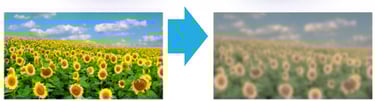 Comparison of normal vision vs cataract vision showing field of sunflowers with cloudy cataract