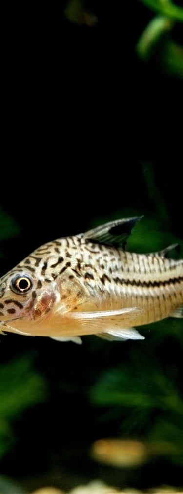 Studio-raised pygmy corydoras perfect for nano aquariums and high color