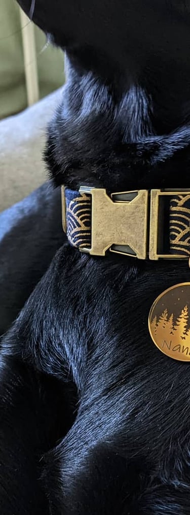 a dog sitting on a couch with a dog collared collar