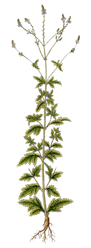 vervain
