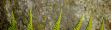 Nos services en tant qu'écologues afin de valoriser au mieux vos données naturalistes