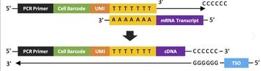 cell barcoding and UMIs affixation