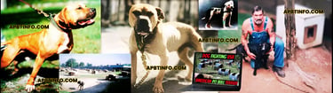 apbt history, apbt yard tour and apbt game dog