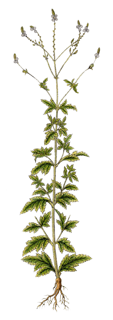 vervain