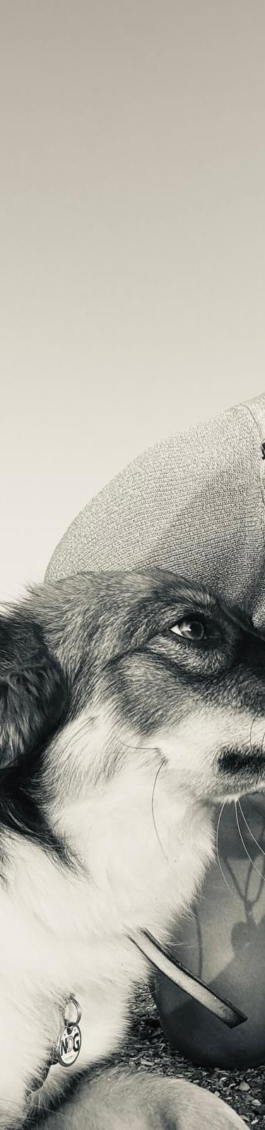 hond en vrouw die elkaar een kus geven