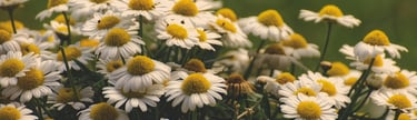 FlowerChamomile