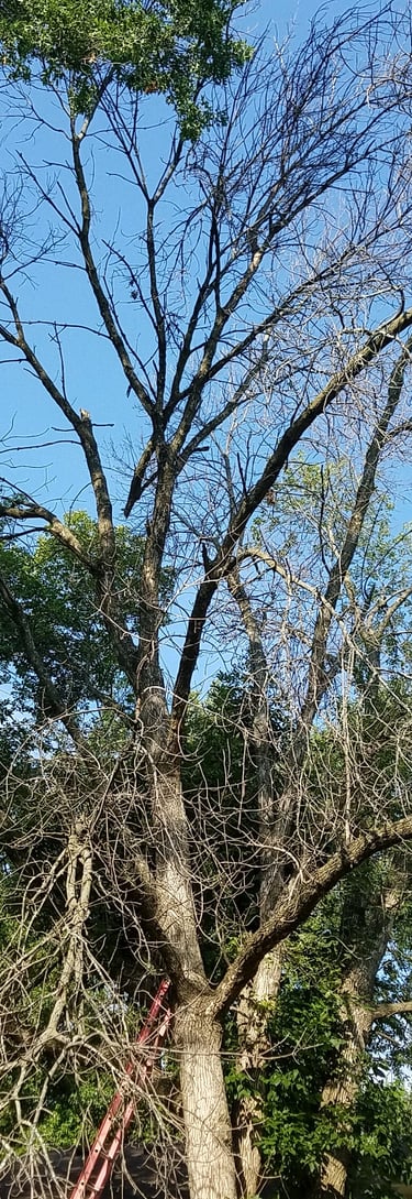 Beginning  of dead elm tree removal. Tree was located in Kansas city Kansas one of three photos