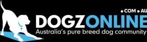 purebred pedigree border collie 