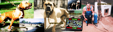 american pit bull terrier and game dog history