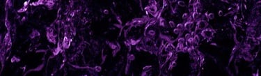 purple black abstract