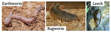 Images of an earthworm, ragworm and leech. All part of the annelida phylum.