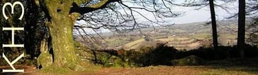 Gidleigh woods