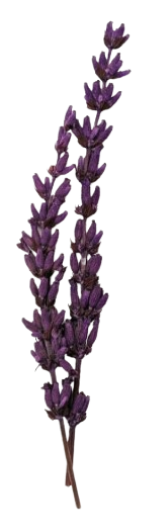 Dried lavender