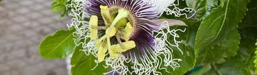 Passion flower in bloom