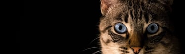 a cat with blue eyes and a black background