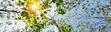 arbre le paulownia