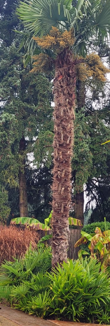 tall female windmill palms with seed pods