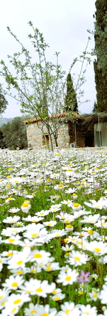 Vakantiehuisje Samos met heel veel madeliefjes
