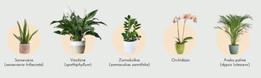 ideal feng shui bedroom plants