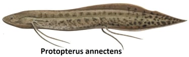 Protopterus annectens