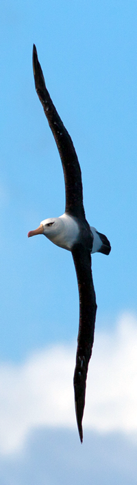 Campbell Albatross (Thalassarche impavida) Wingspan 2200mm body weight of 2.2-3.8kg