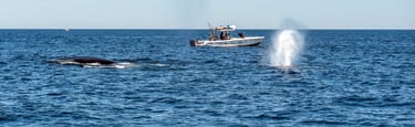 Offshore fishing whales dolphins