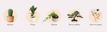 plants to avoid for feng shui bedrooms