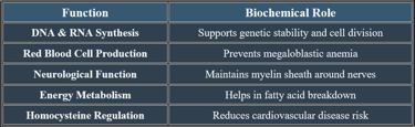 Cobalamin_Functions