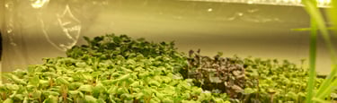 a picture of Early Greens microgreens grow room