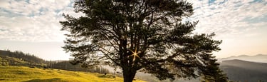 Arbre majestueux avec rayon de soleil qui transperce les branches, représentant l'enracinement et l'élévation personnelle