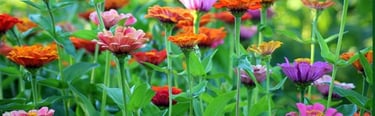 Community Gardens