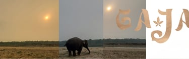 Elephant grazing at sunset in Nepal