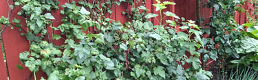 Cloture peinte en peinture naturelle abordable se confondant dans la vegetation